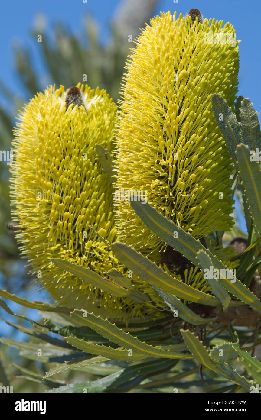 Candelabro Banksia (Banksia attenuata) con doppio picco di fiori, Fitzgerald River National Park, Australia occidentale, Ottobre Foto Stock