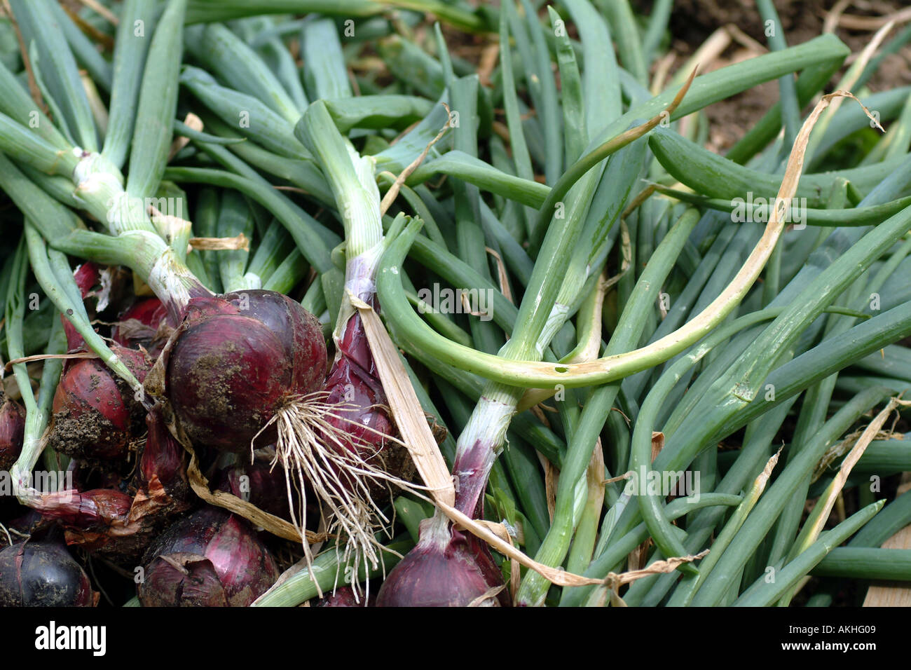 Cipolle rosse UK Foto Stock