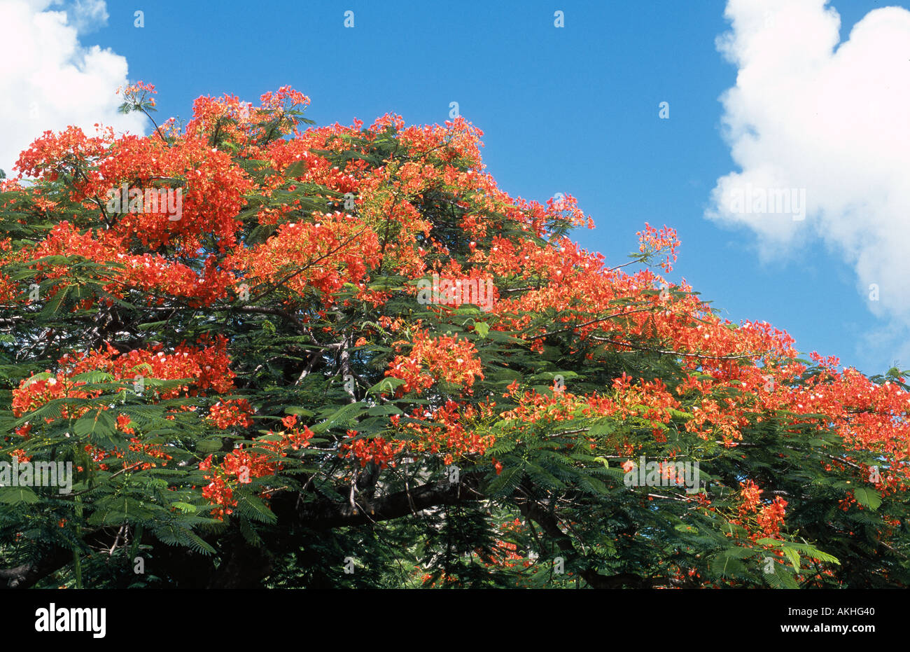 Flamboyant tree con i suoi splendidi fiori rossi St Kitts dei Caraibi Foto Stock