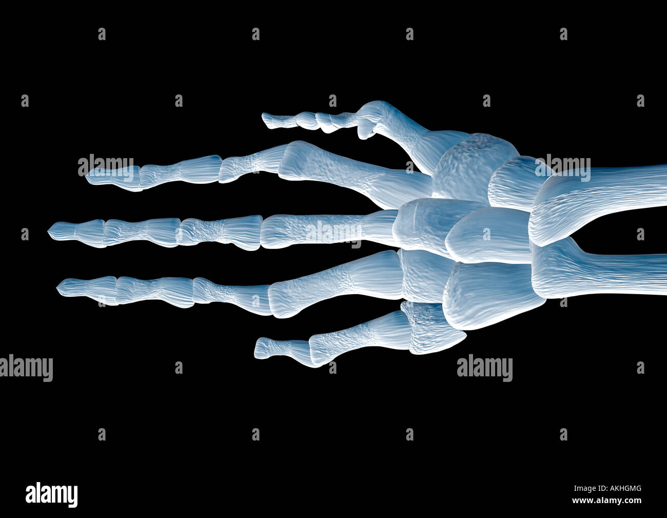 Lo scheletro di una mano Handskelett Foto Stock