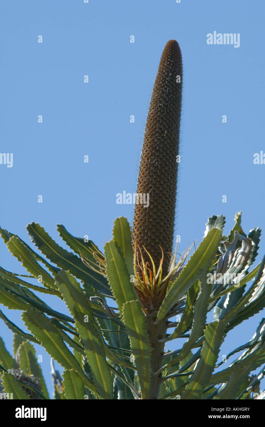 Banksia assottigliata (Banksia attenuata) infiorescenza a BUD, Fitzgerald fiume N.P., Western Australia, Ottobre Foto Stock