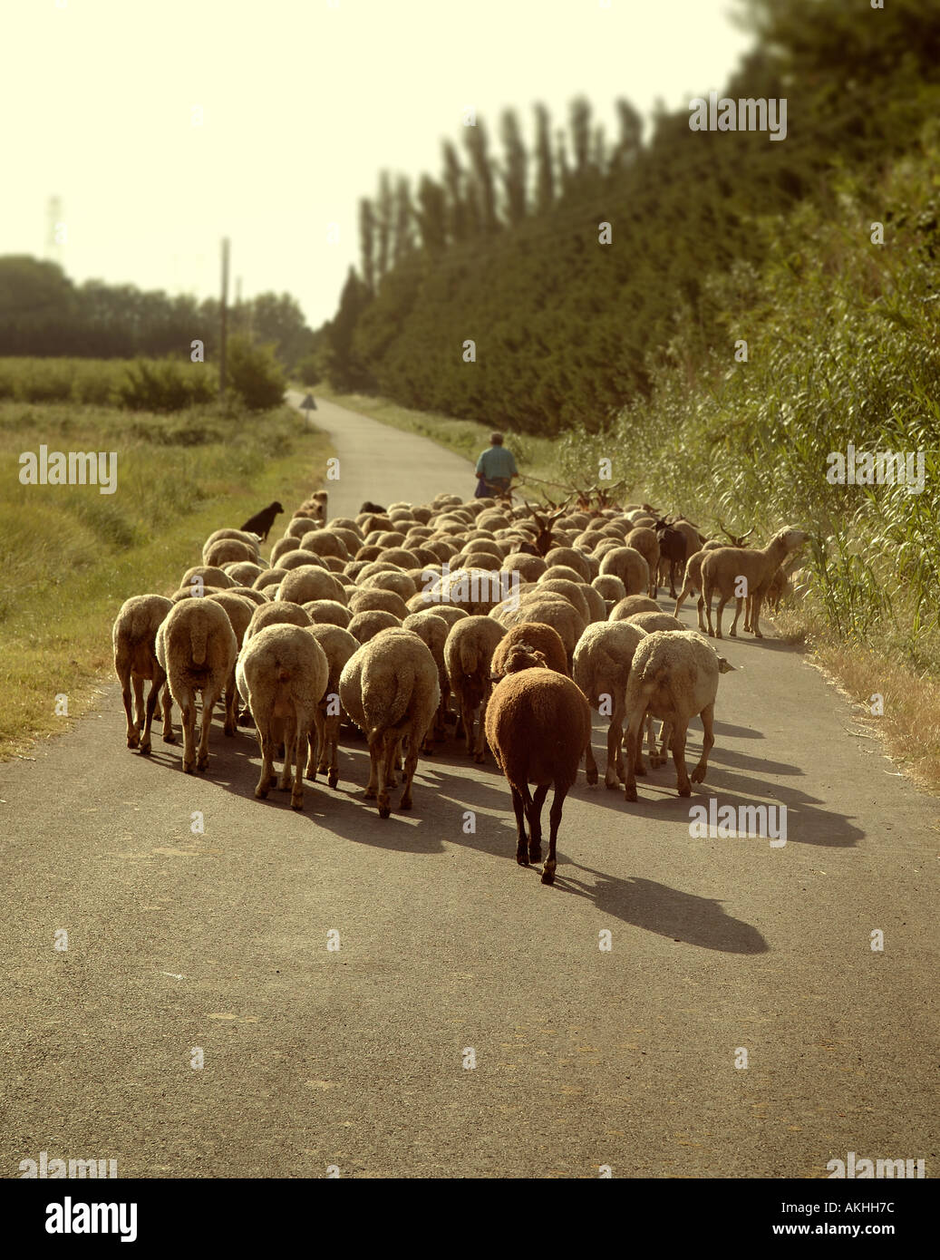 Allevamento di ovini su strada Foto Stock