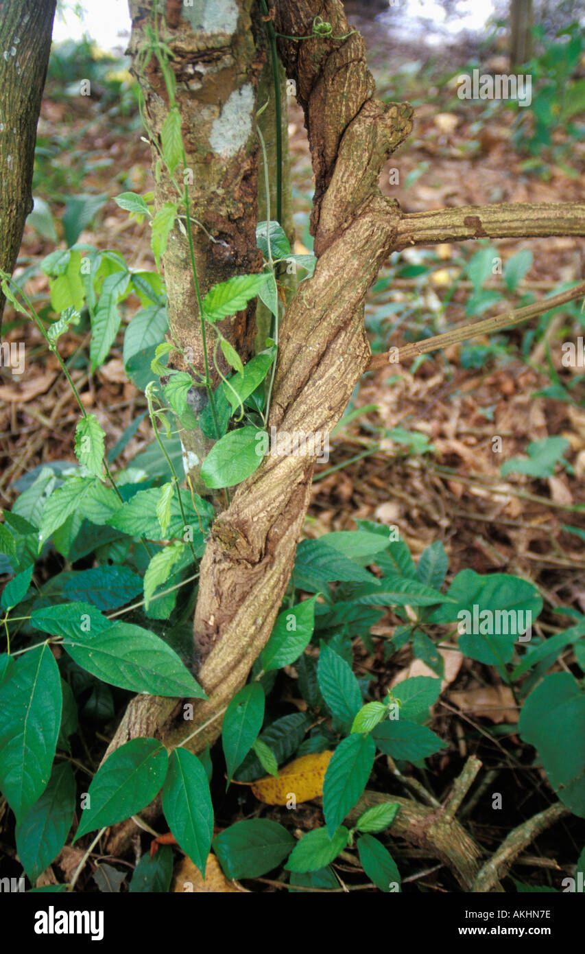 Banesteriopsis caapi, la vigna di morti, ingrediente principale nell'ayahuasca, aka yage. crescente vicino a Pucallpa, Perù, in Amazzonia. Foto Stock