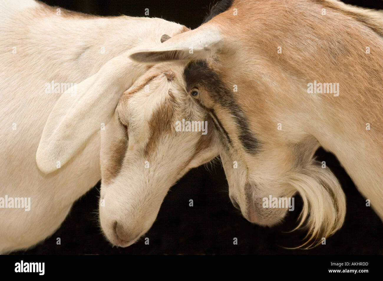 Immagine divertente di capra di due teste di attestatura Foto Stock