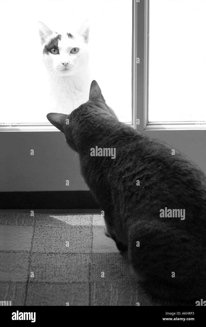 Immagine divertente di due gatti uno interno ed uno che guarda dall'esterno Foto Stock