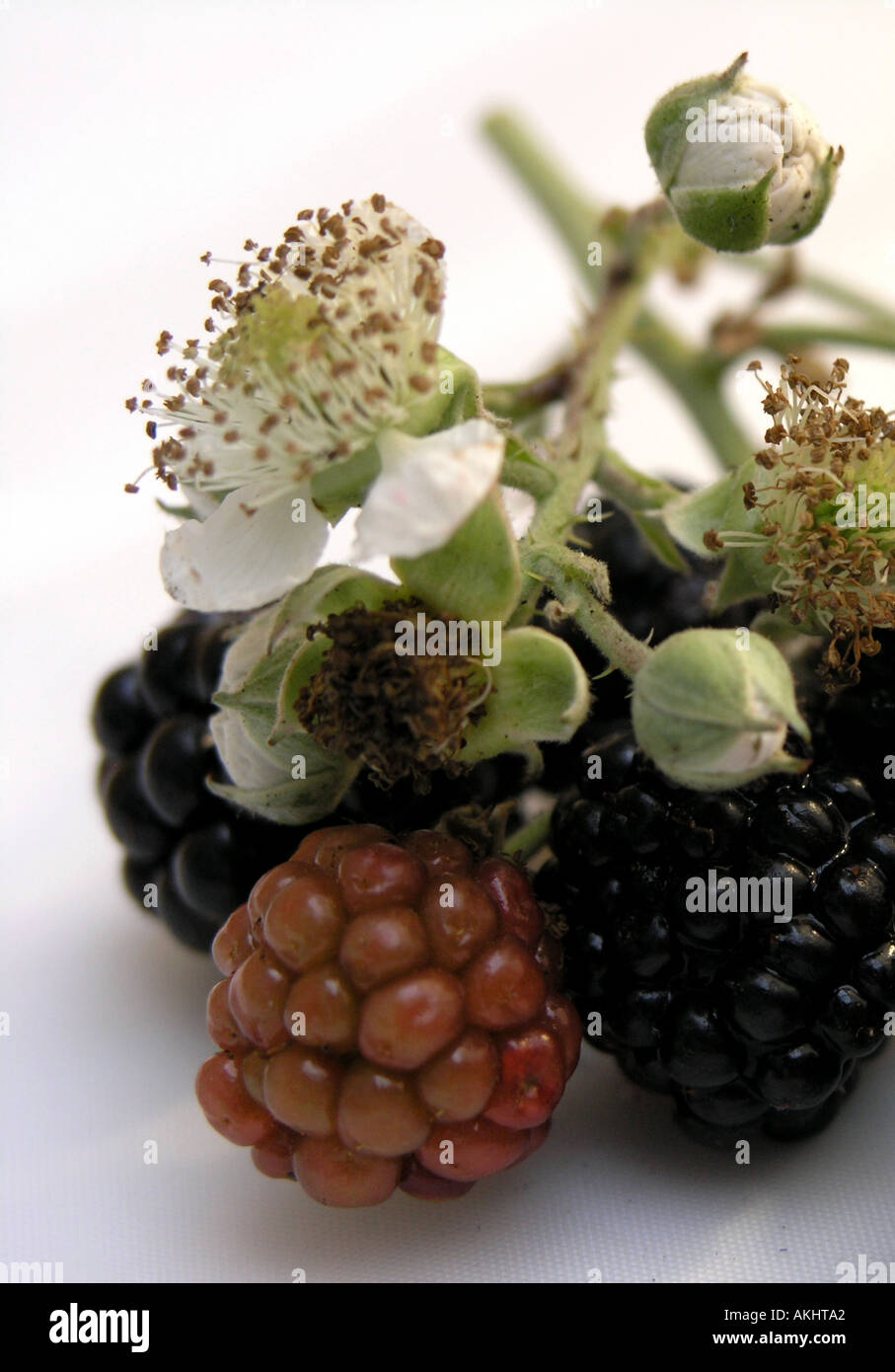 More con fiori di blackberry Foto Stock