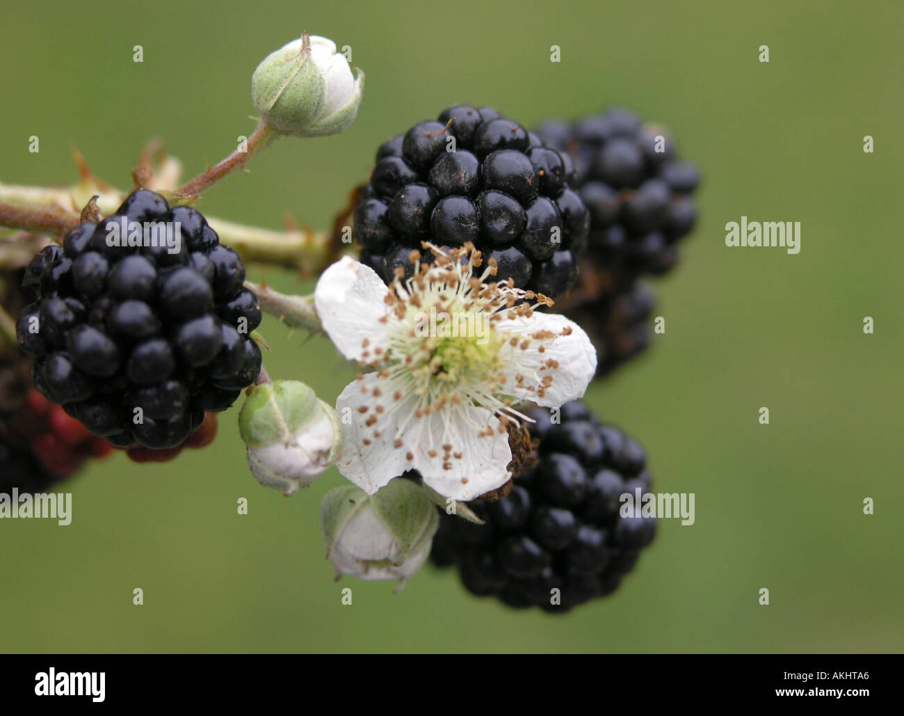 More e fiori di blackberry closeup Foto Stock