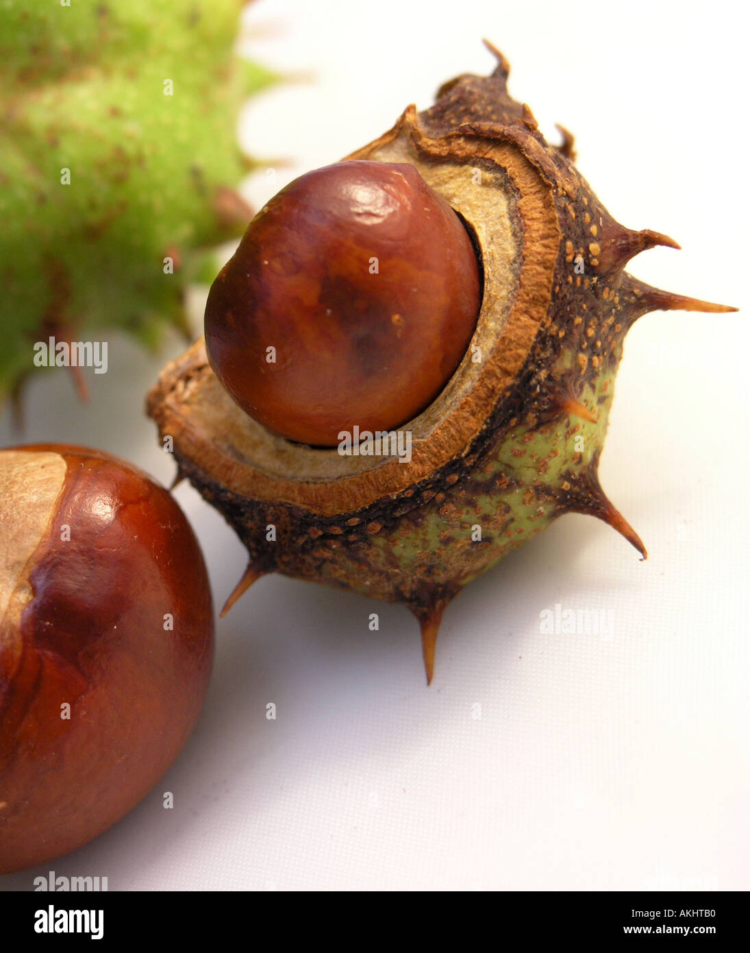Conkers da un cavallo castagno nei loro gusci duri Foto Stock