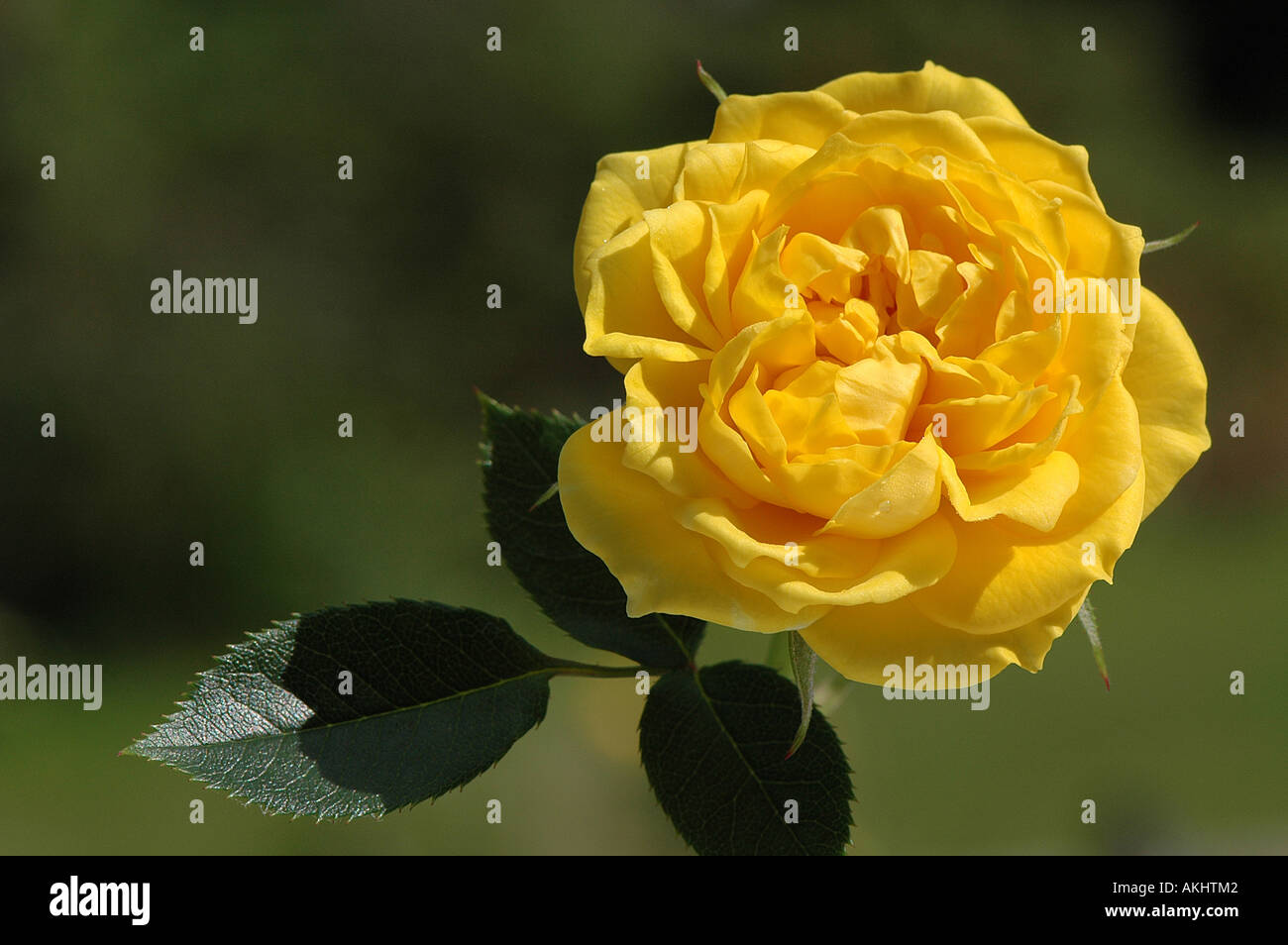 Un unico tappeto giallo rose Foto Stock