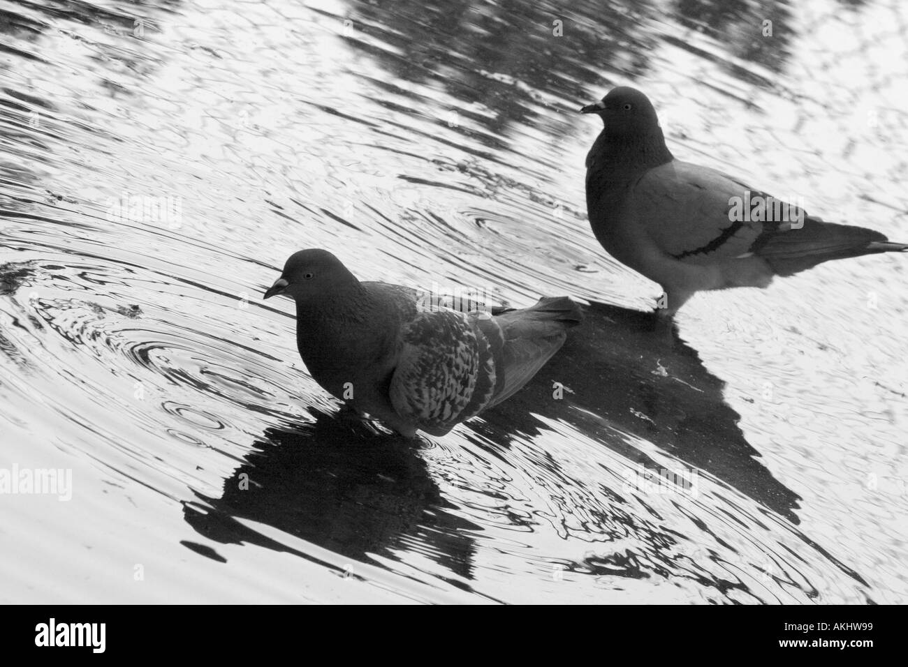 Due piccioni e il loro riflesso in una pozza d'acqua Foto Stock