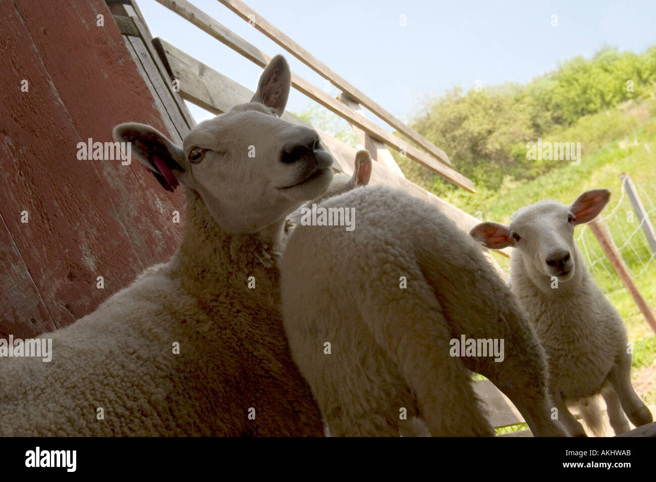 Tre pecore all'interno di un fienile con un soleggiato verde pascolo esterno Foto Stock