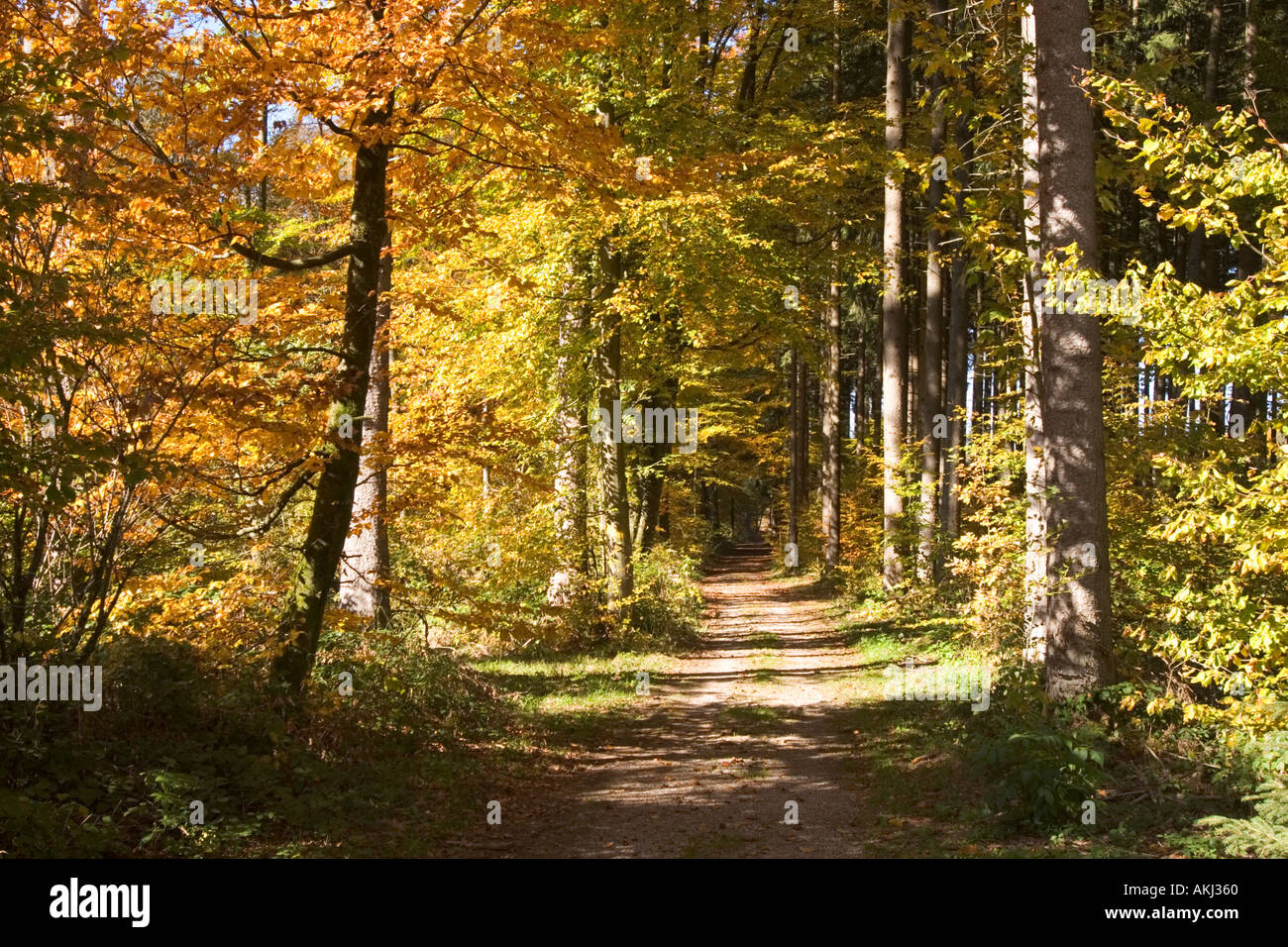 Sentiero forestale Alta Baviera Germania Foto Stock