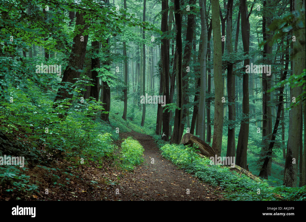 Sentiero forestale bosco di latifoglie in Germania Foto Stock