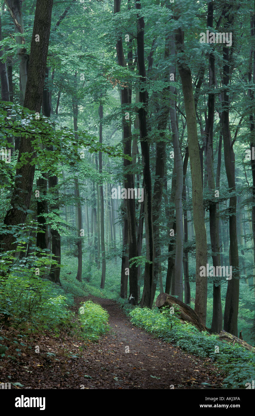 Sentiero forestale bosco di latifoglie in Germania Foto Stock
