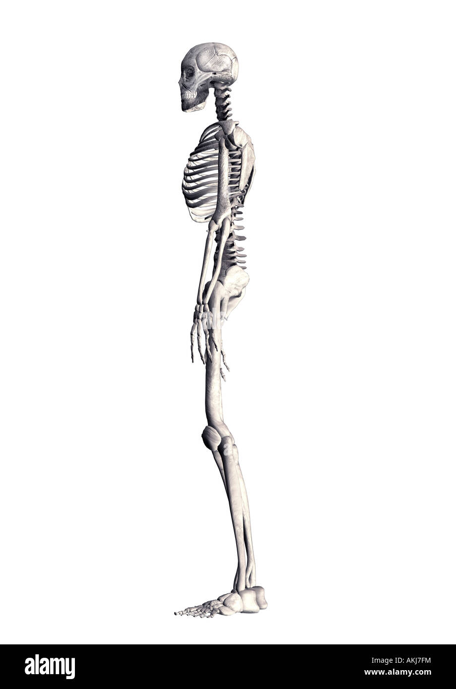 Lo scheletro Skelett Foto Stock