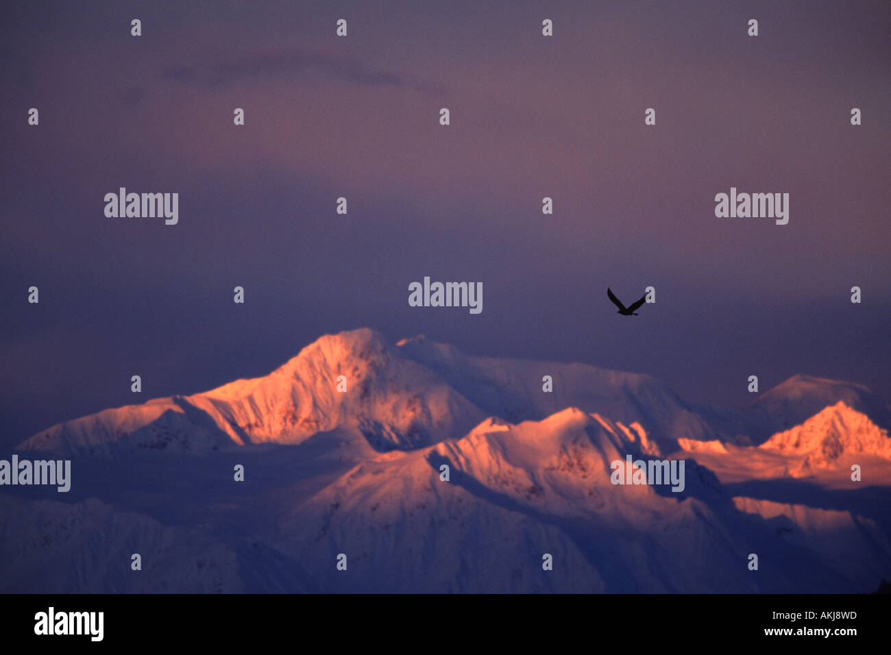 Aquila calva volando sopra la valle di chilkat Foto Stock