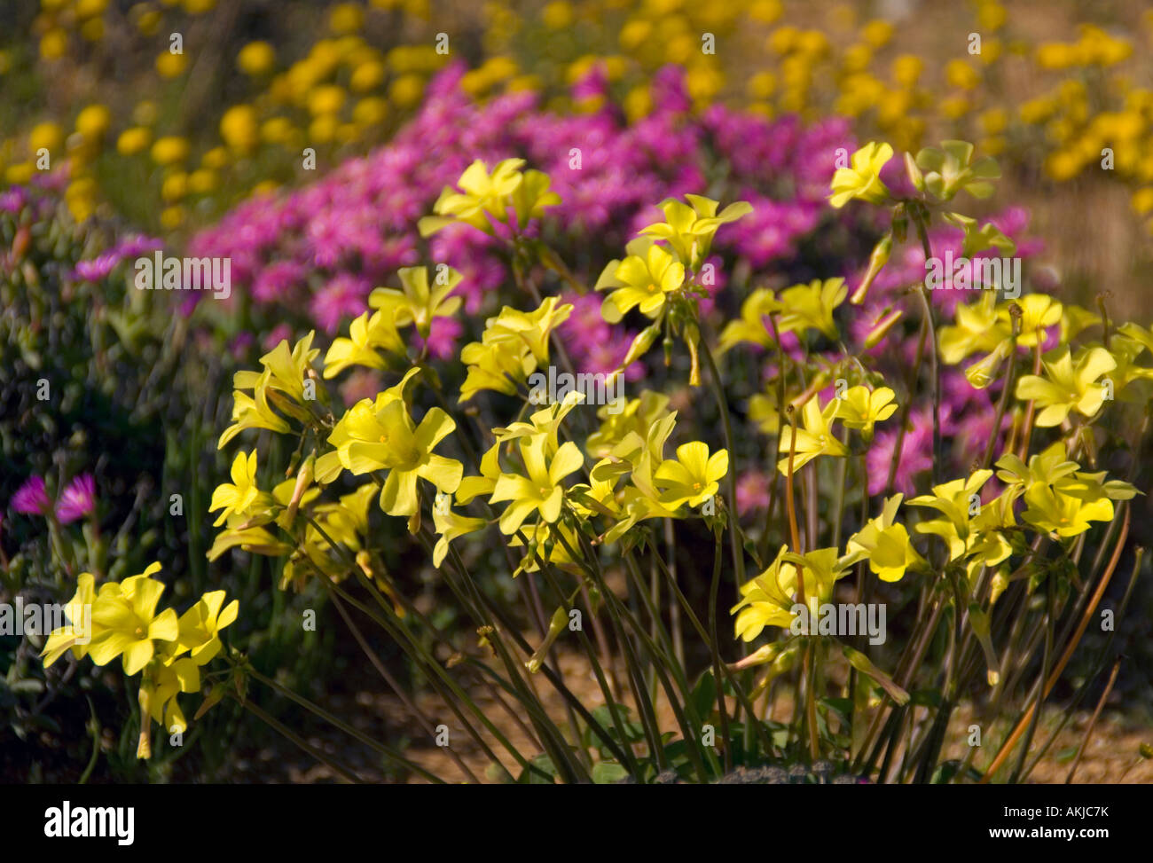 La molla fiori selvatici a Namaqualand National Park Foto Stock