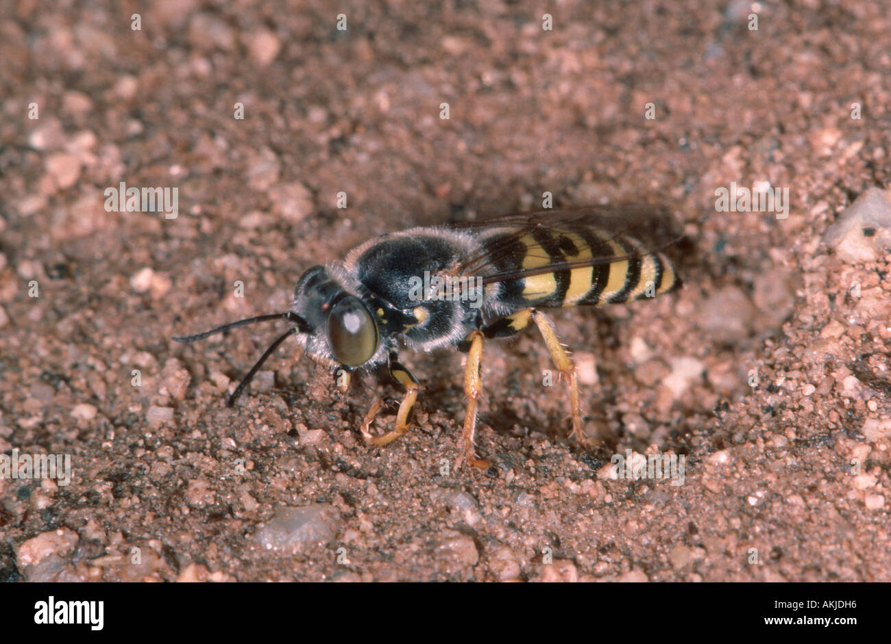 Digger Wasp, Bembix sp. La chiusura di questo nido Foto Stock