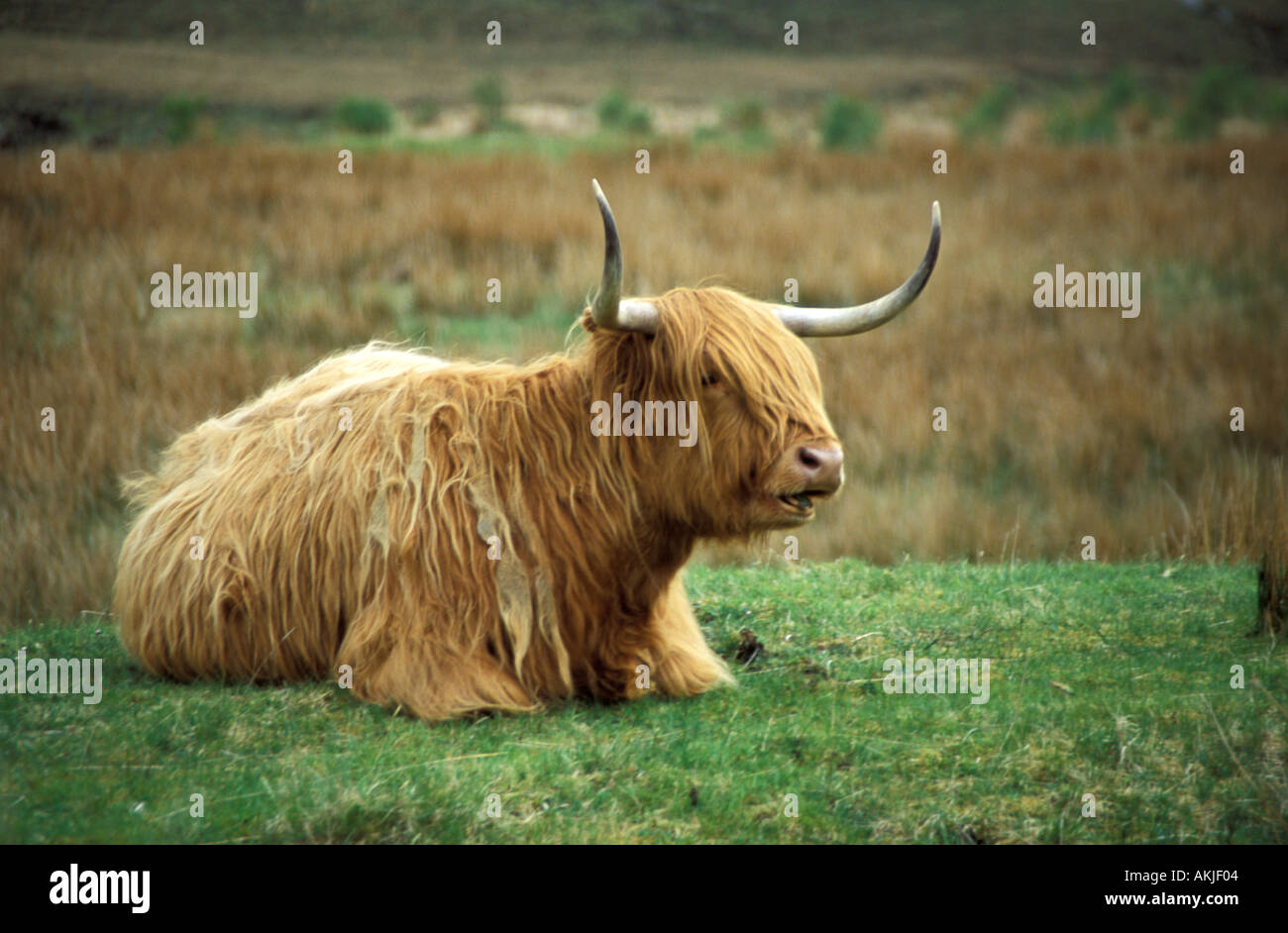 Mucca dell'altopiano Foto Stock