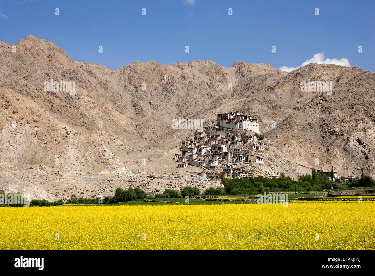 India, Jammu e Kashmir, regione del Ladakh, Indus Valle, Chemrey Gompa (monastero), nei campi di colza Foto Stock