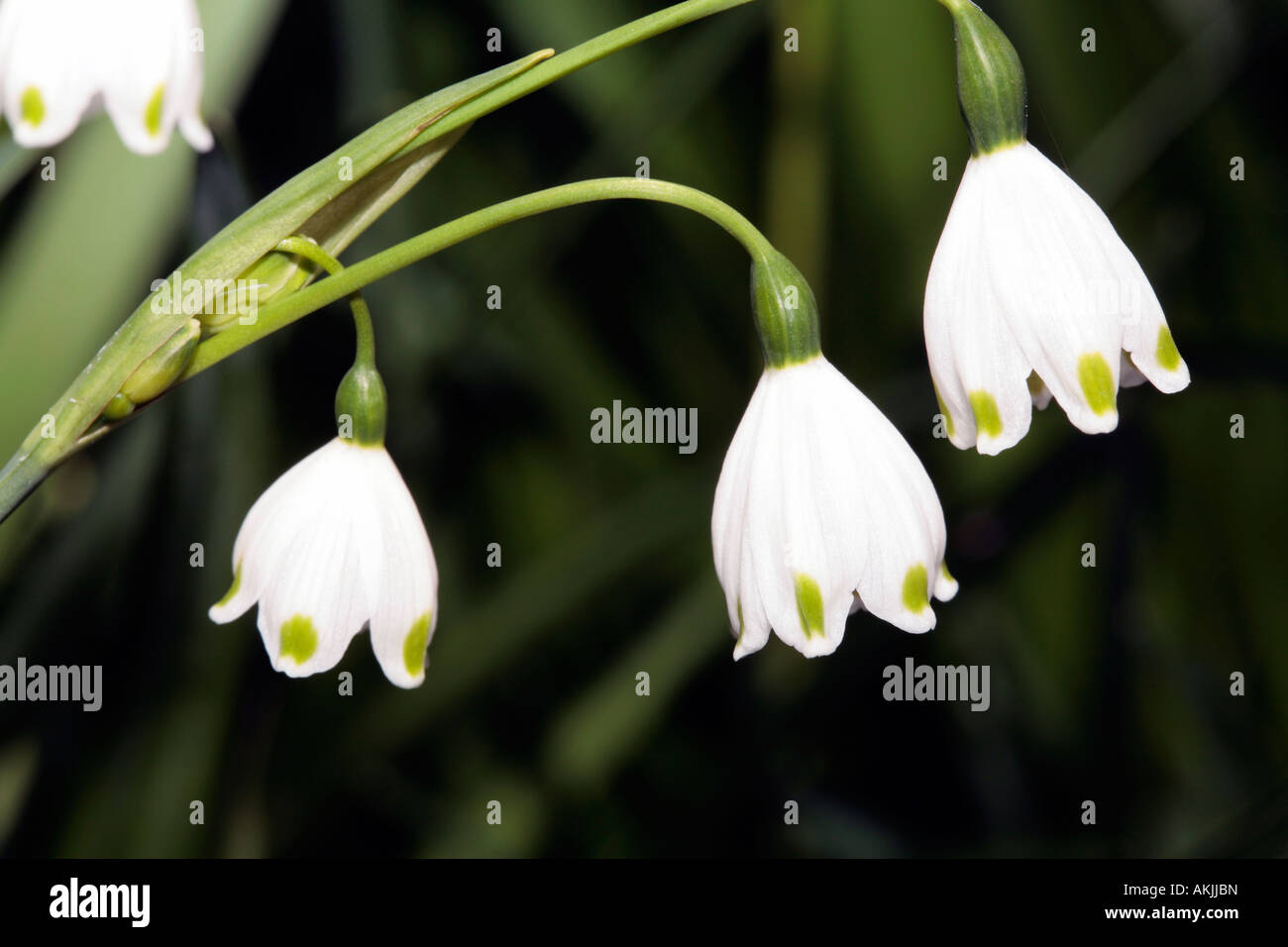 In estate il simbolo del fiocco di neve - Leucojum aestivum-famiglia Amaryllidaceae Foto Stock