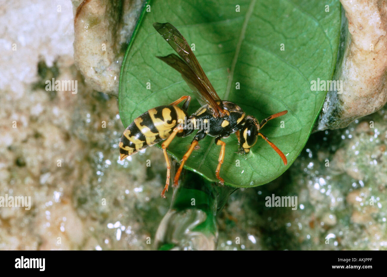 Carta Wasp, Polistes gallicus. Acqua potabile Foto Stock