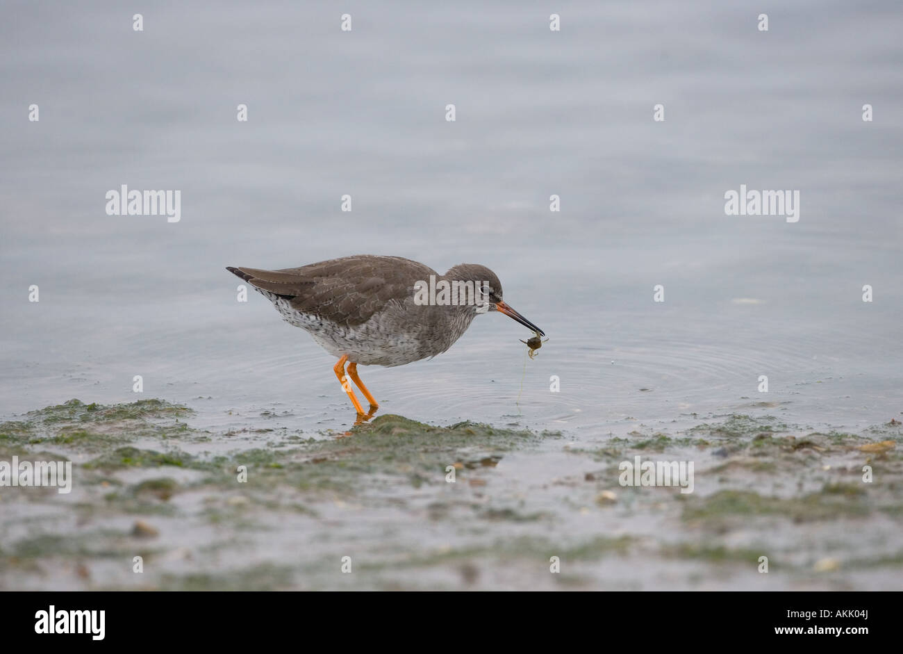 Redshank Tringa totanus alimentazione invernale a granchio Foto Stock