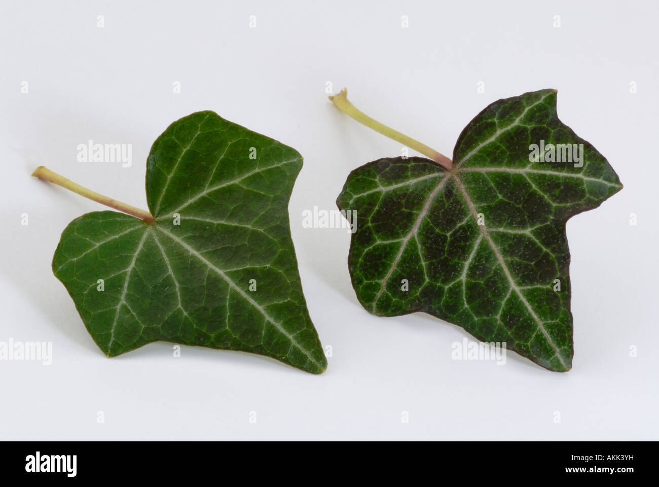 Comune di Edera, inglese (Edera Hedera helix), foglie, studio immagine Foto Stock