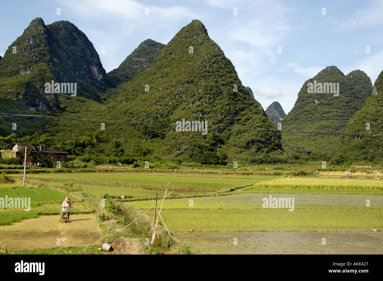 Calcare vette carsiche / montagne e le risaie di Yangshuo, Guangxi, Cina Foto Stock