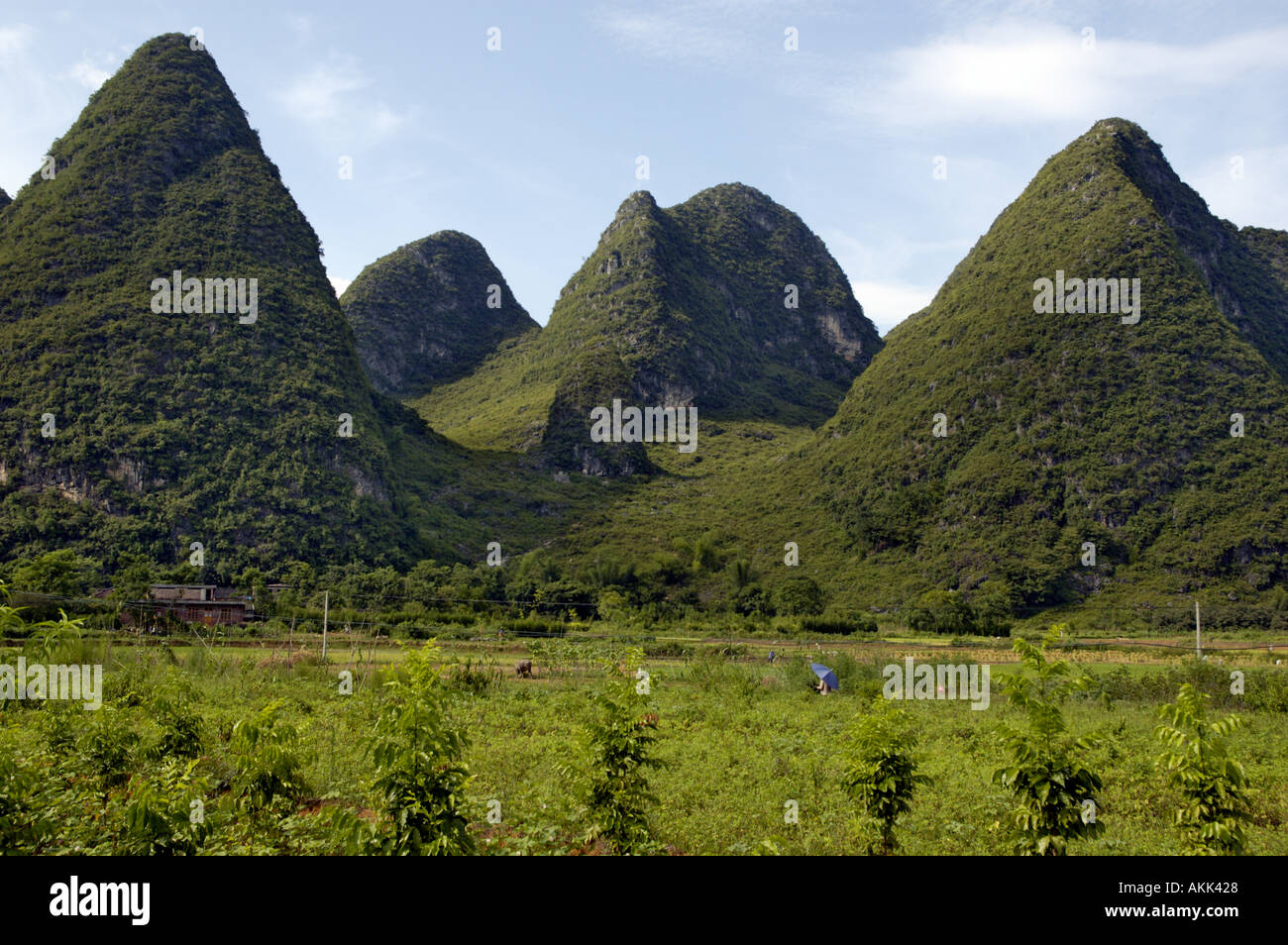 Calcare vette carsiche di Yangshuo County, provincia di Guangxi, Cina. Foto Stock