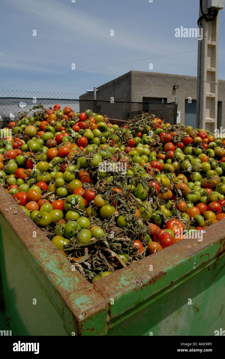 Mature indesiderati e pomodori immaturi nel saltare in attesa dello smaltimento Foto Stock