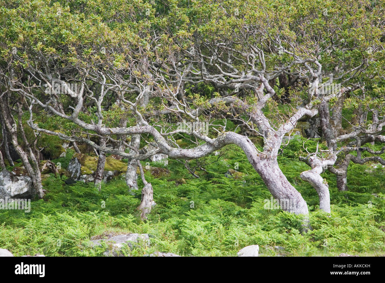 Antichi boschi di quercia Legno Scarisdale Isle of Mull Scotland Foto Stock