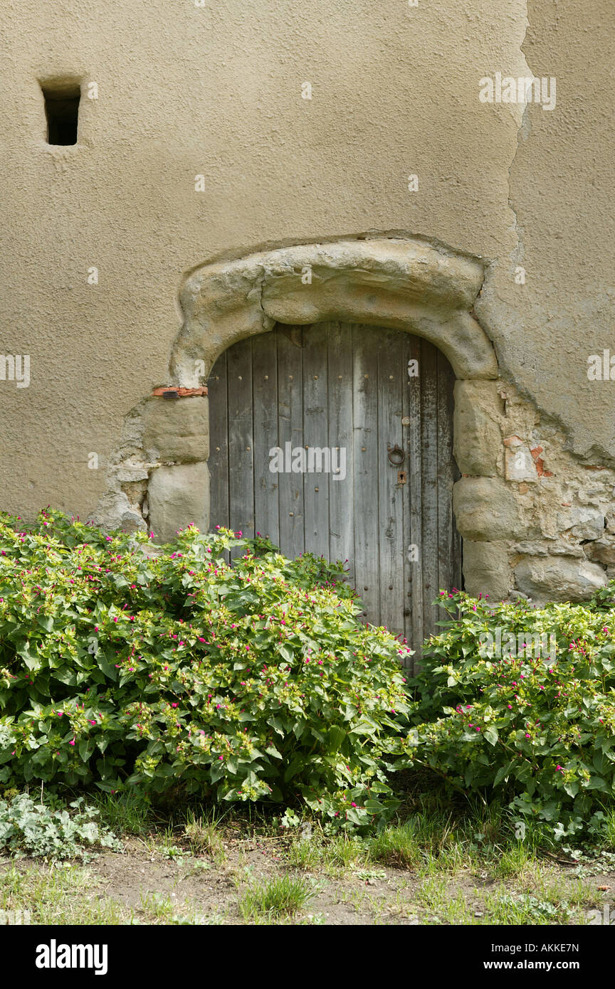 Vecchia caratteristica rurale porta in legno con uscita bloccata dal colore verde e rosa pianta fiorita ampie aree per la copia di cui sopra il soggetto Foto Stock