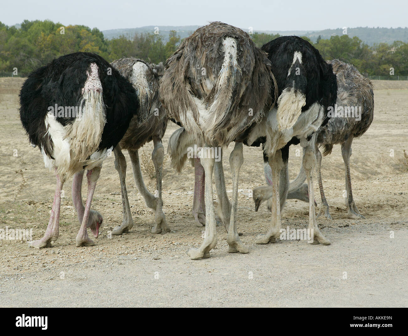 Un divertente vista del retro di un gruppo di grandi uccelli alimentazione da terra Foto Stock