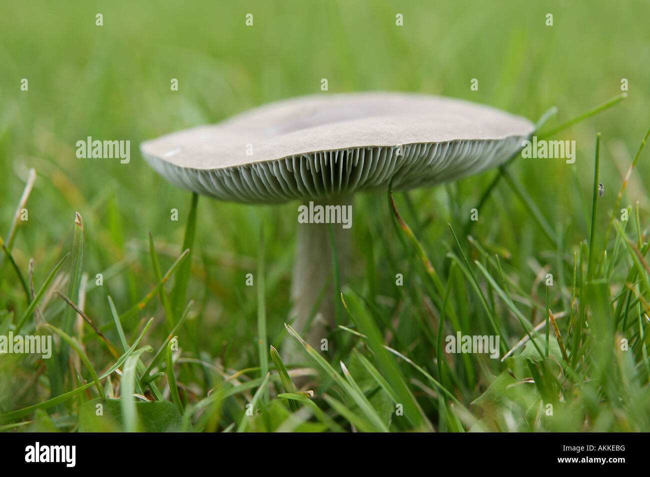 Testa a fungo da giardino di una natura delicata crescente dall'erba di un prato di casa con paesaggio o visualizzare in formato Foto Stock