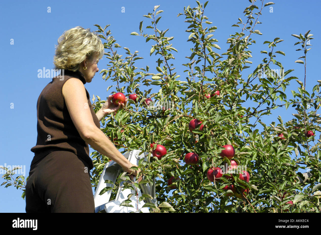 Femmina U preleva le mele per uso personale in un Michigan meleto con mele pronto per la mietitura Foto Stock
