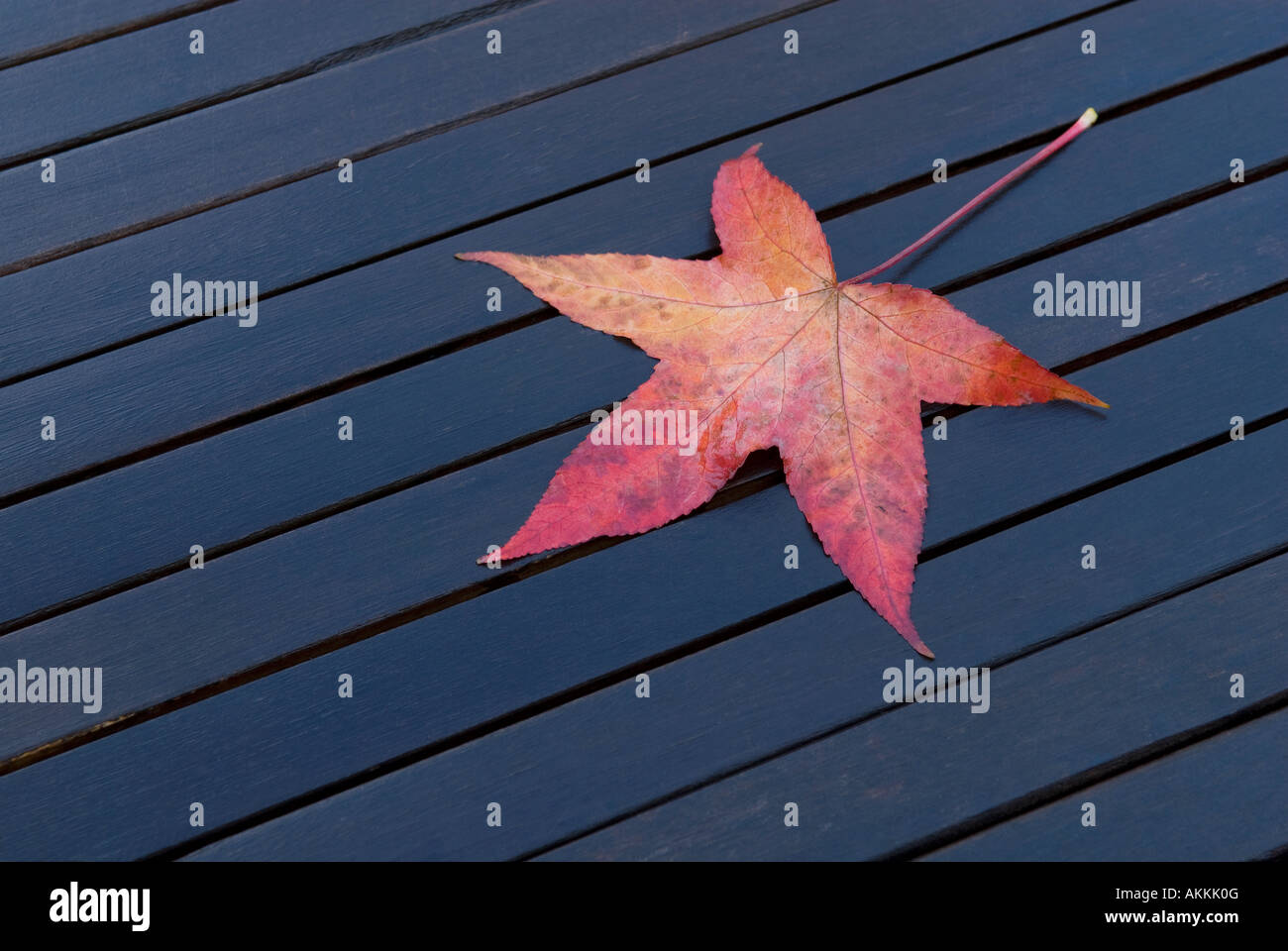 Red maple leaf sul tavolo da giardino Foto Stock