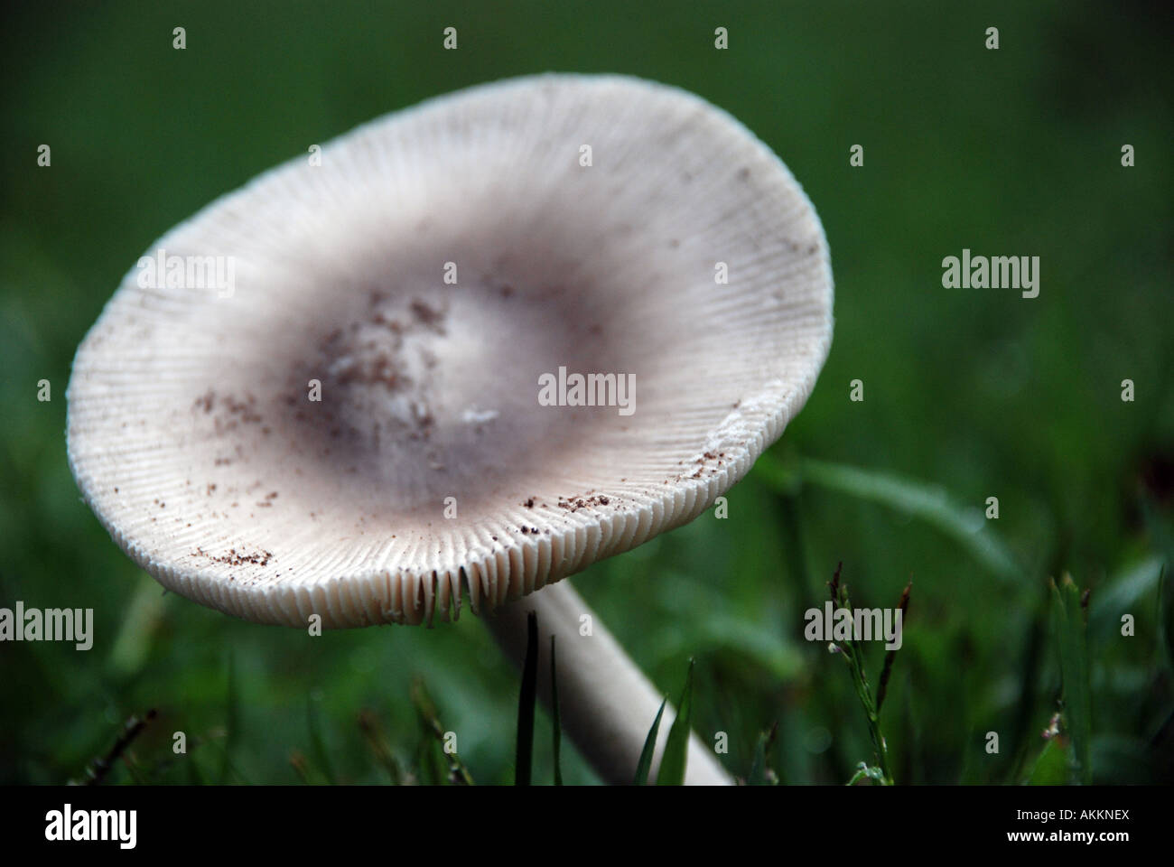 Un fungo si eleva alto tra le coperte di rugiada erba di mattina. Foto Stock