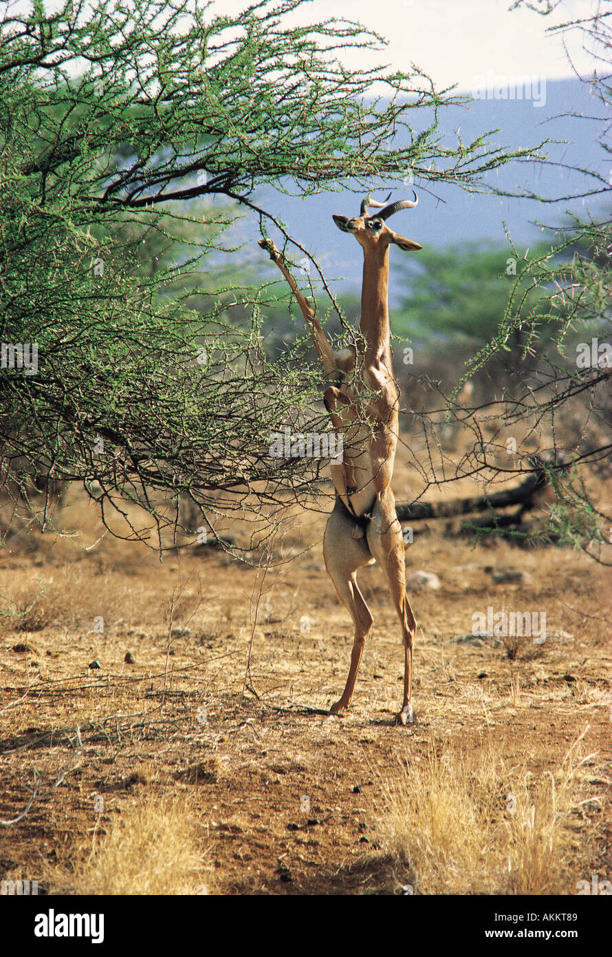 Gerenuk maschio navigando su una boccola di gomma arabica in piedi sulle zampe posteriori Foto Stock