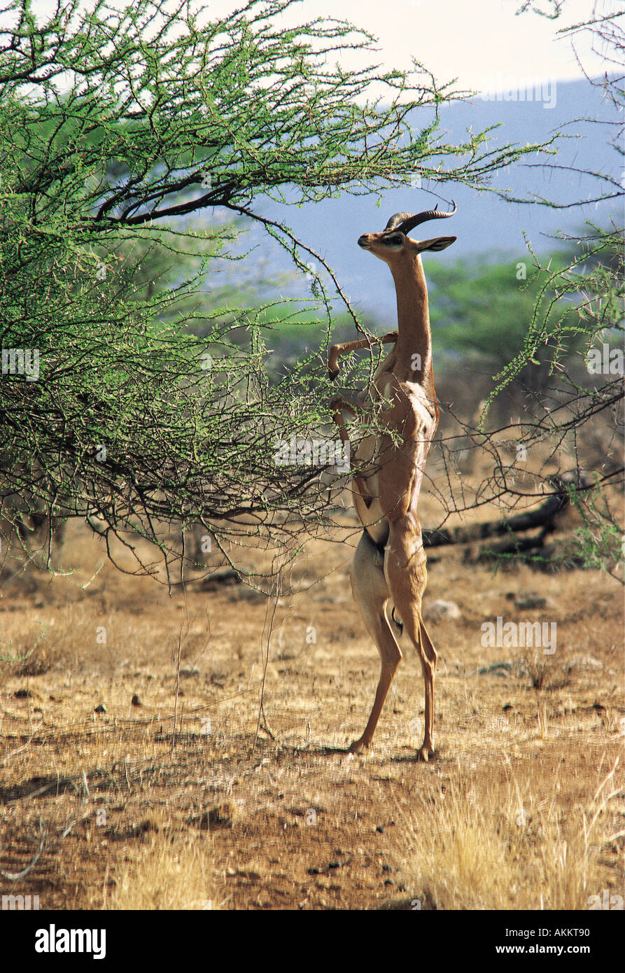 Gerenuk maschio navigando su una boccola di gomma arabica in piedi sulle zampe posteriori Foto Stock