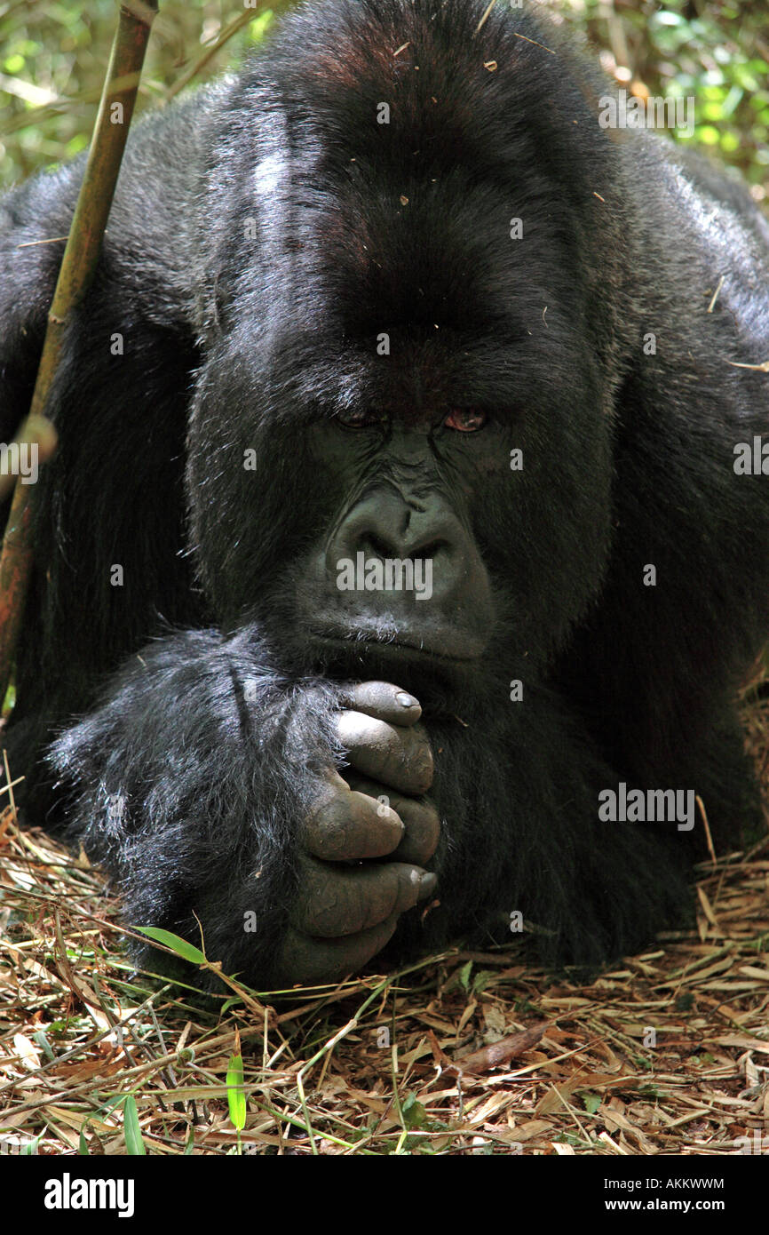 Gorilla Gorilla beringei Foto Stock