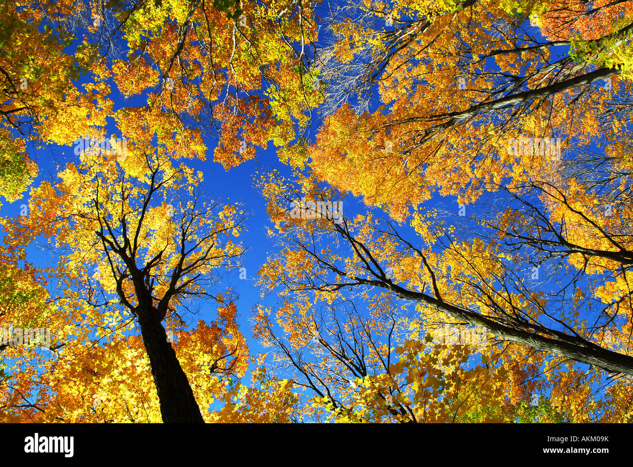 Le tettoie di alti colori d'autunno alberi nella soleggiata foresta di caduta Foto Stock