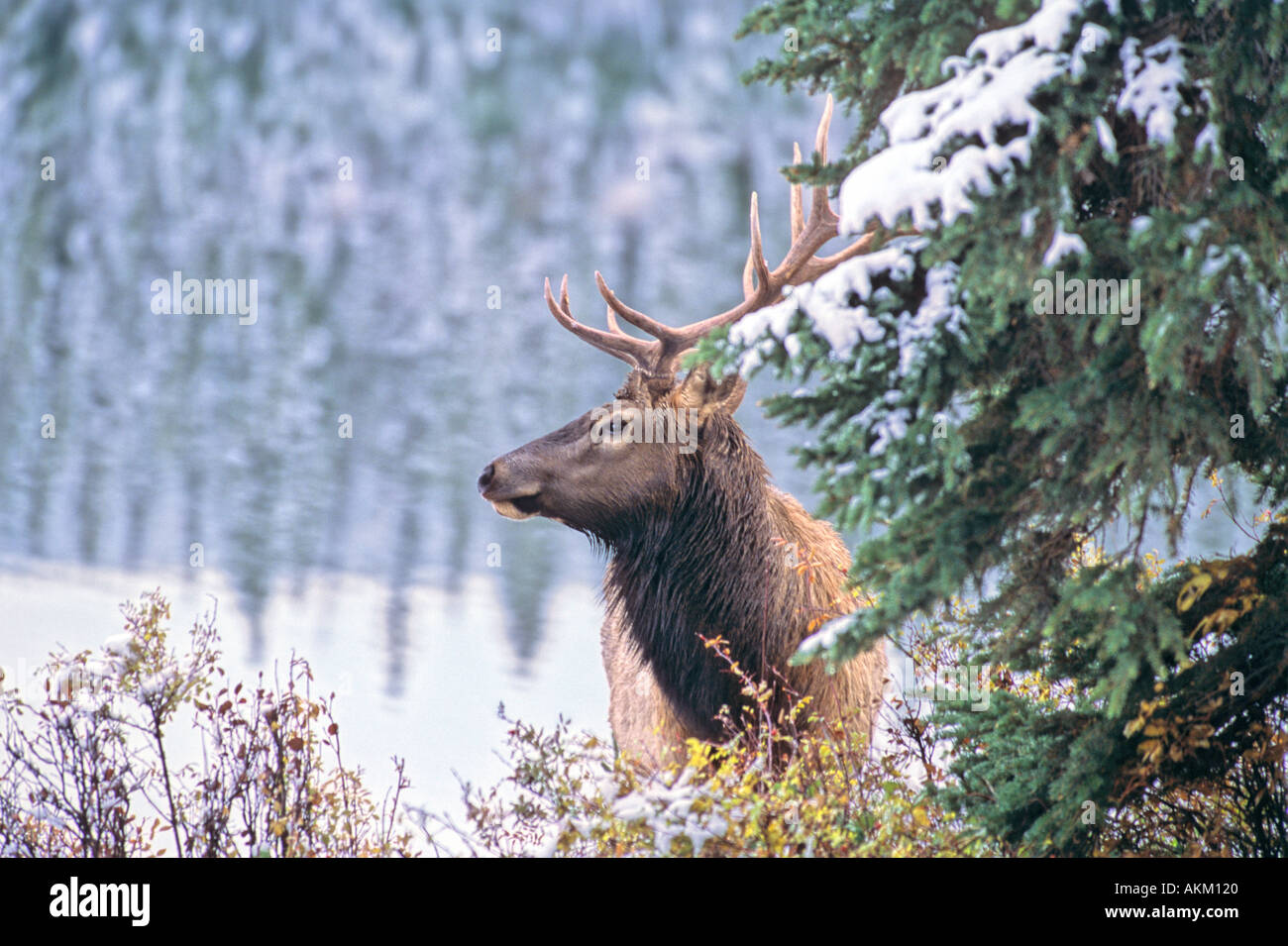 Bull Elk nella neve 13 Foto Stock