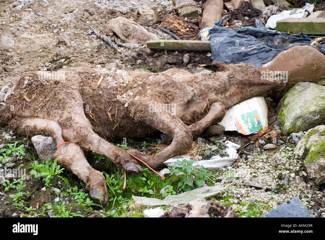 Vacche morte oggetto di pratiche di dumping su un maso Foto Stock