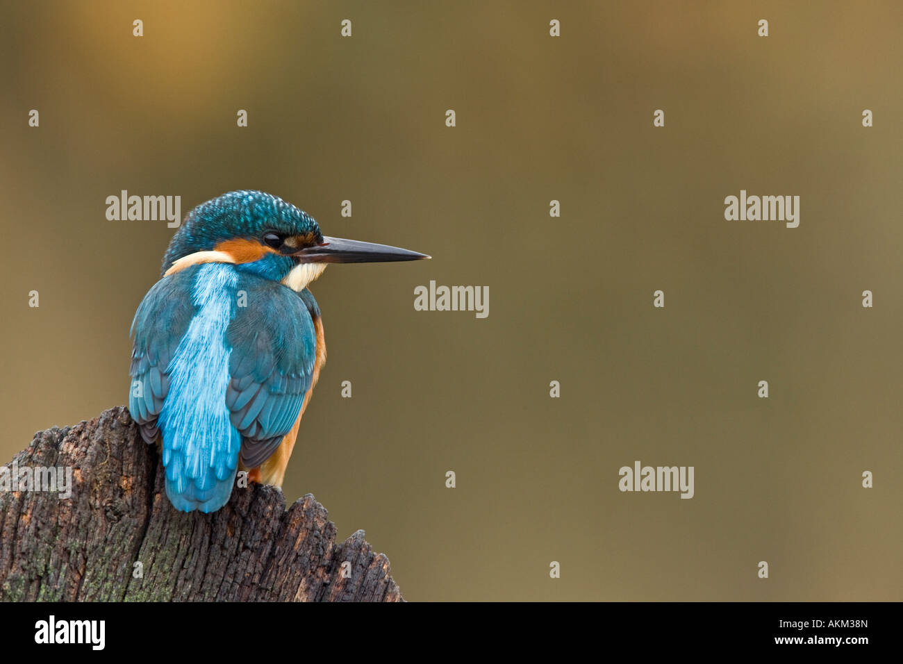 Martin pescatore Alcedo atthis appollaiato sulla porta vecchia cercando alert Potton Bedfordshire Foto Stock