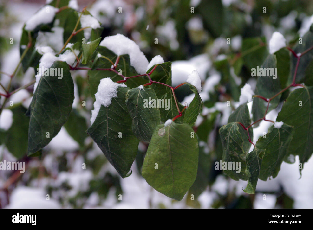 Alcune foglie verdi coperte in inverno la neve Foto Stock