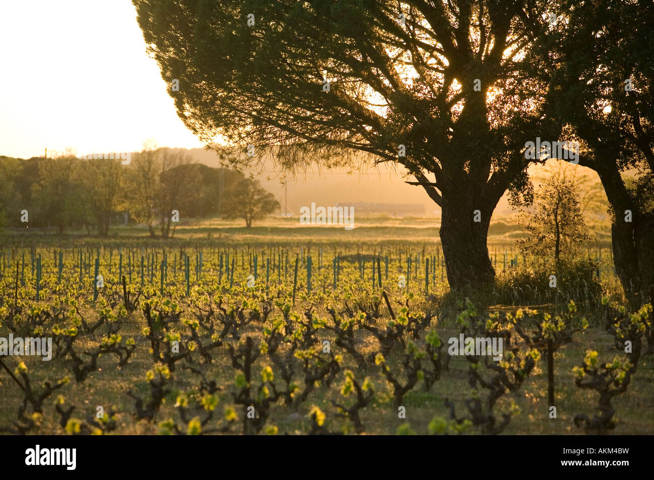 Una vigna al tramonto vicino a Vidauban, Provenza, Francia Foto Stock