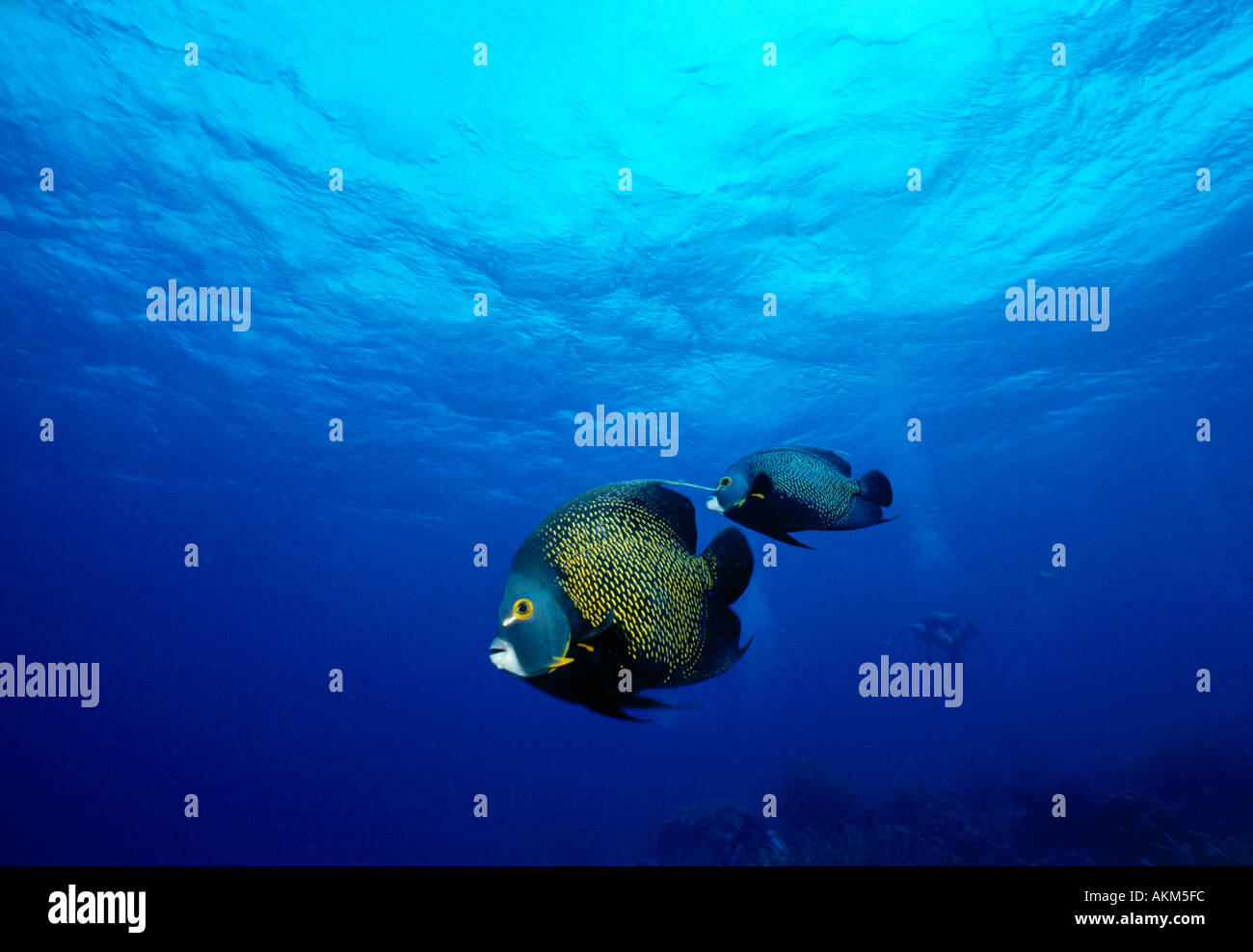 Angelfish e sommozzatori Bonaire Netherland Antillies Foto Stock