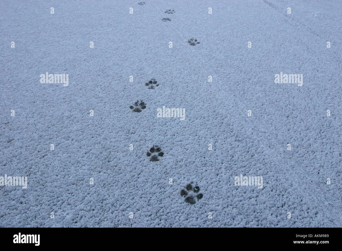 Stampe della zampa in snow Foto Stock