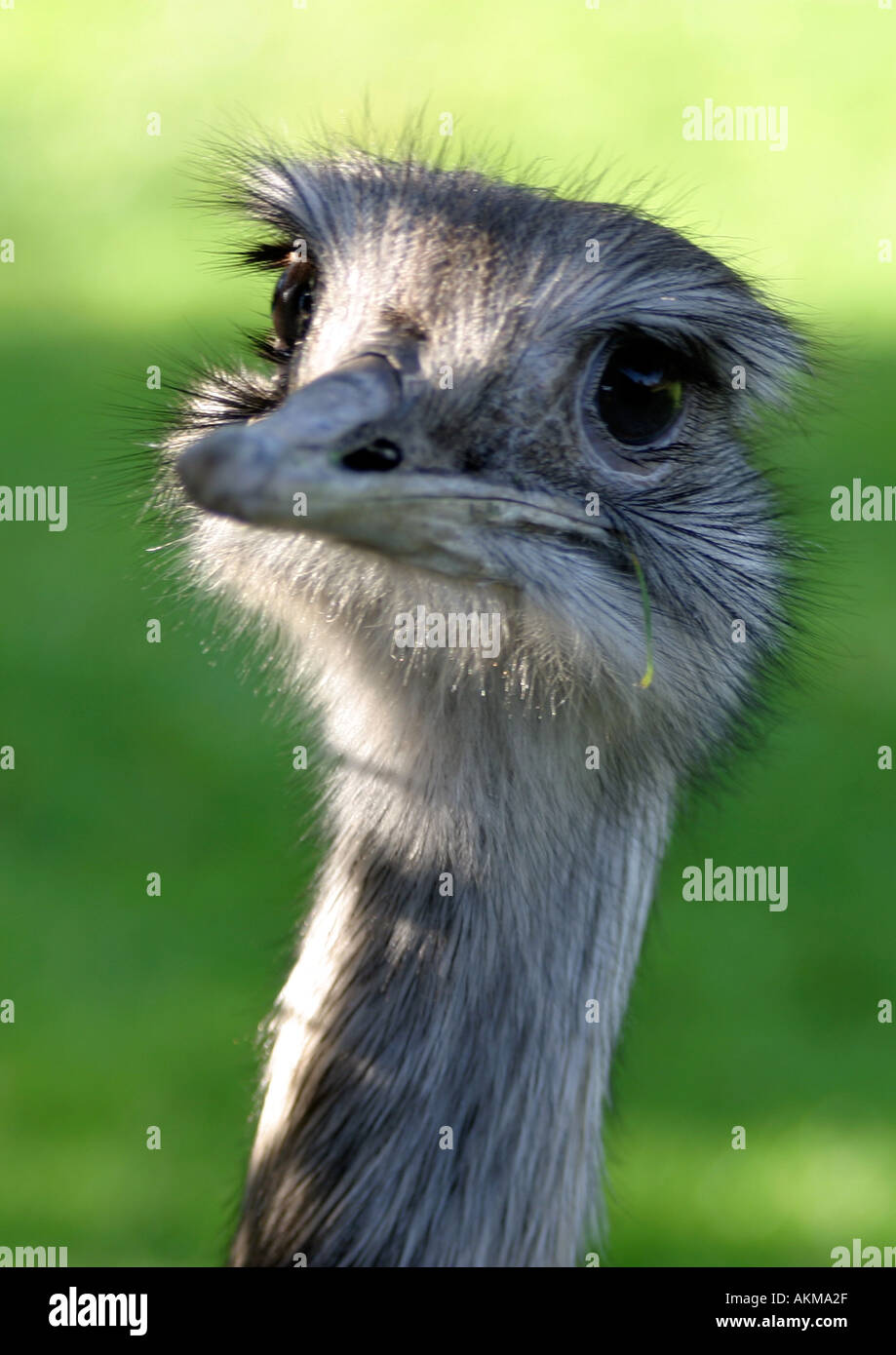 Struzzo curioso Foto Stock